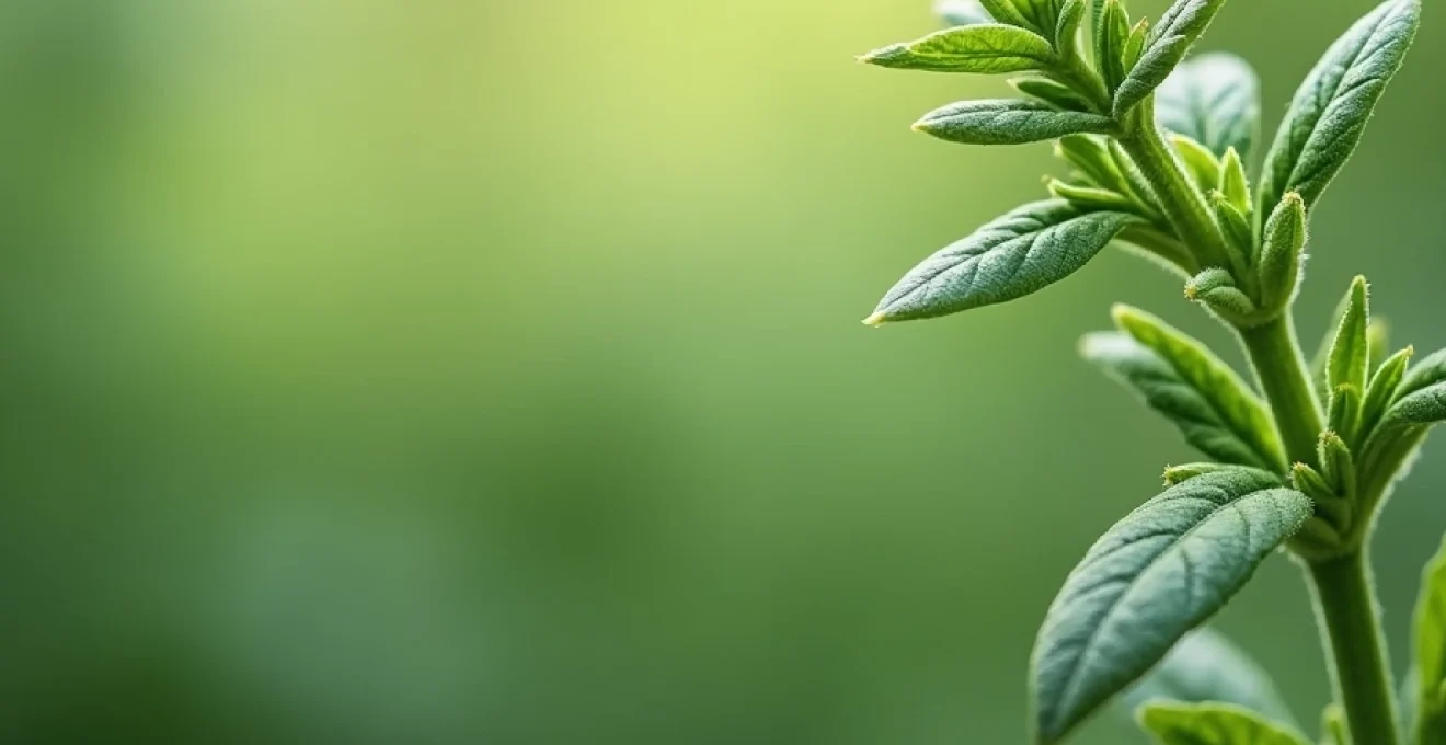 thyme-benefits-for-the-skin-properties-and-uses